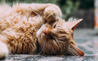 Modifying Your Home to Ease Discomfort for Your Cat with Arthritis