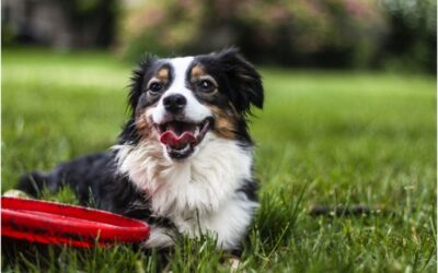 Outdoor Activities to Enjoy with Your Pet
